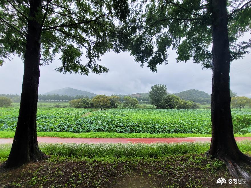 비오는 낭만천국 정안천 생태공원 사진