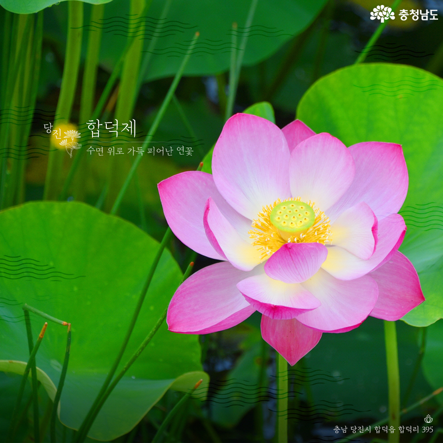 충남에핀연꽃풍경 7