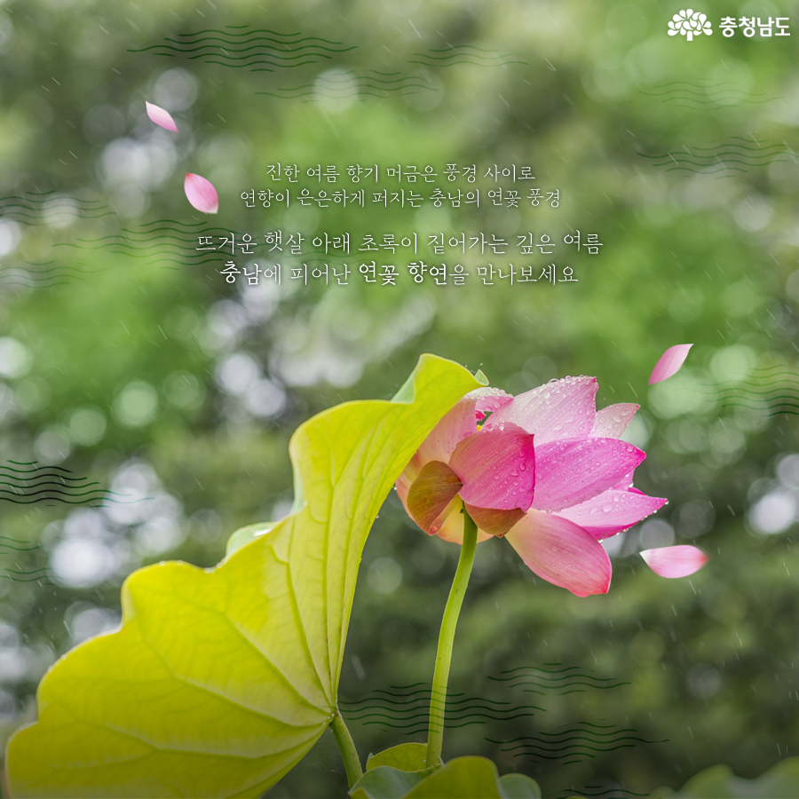 충남에핀연꽃풍경 10