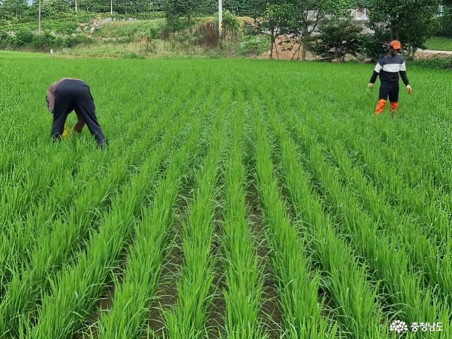 충남에만 갈 곳 없는 쌀 17만 톤 쌓인 가운데 농부들이 벼를 기르고 있다.  