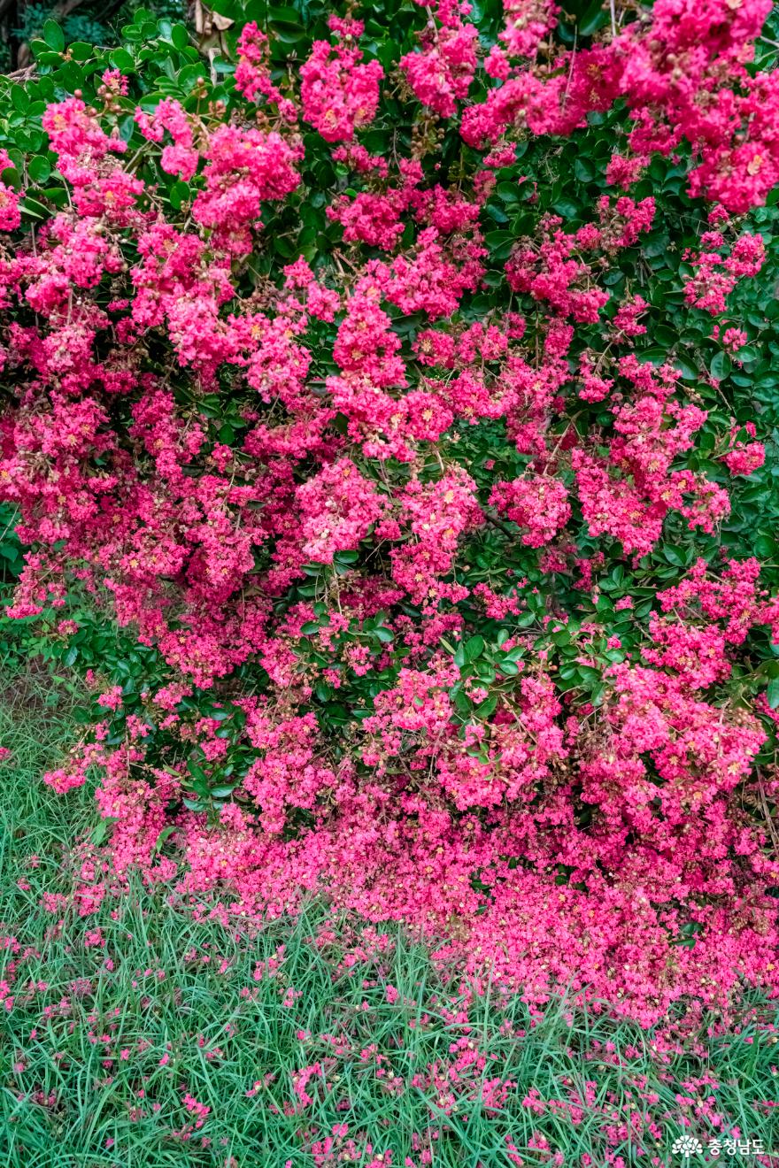 아름다움의 절정, 아산 현충사 목백일홍 꽃 보러 아산여행 떠나보세요. 사진