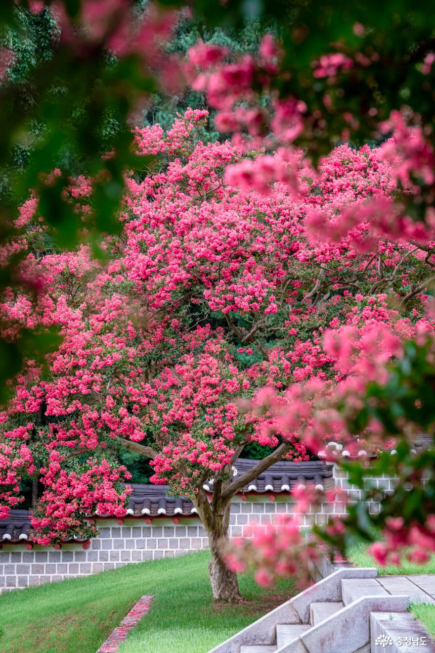 아름다움의 절정, 아산 현충사 목백일홍 꽃 보러 아산여행 떠나보세요. 사진
