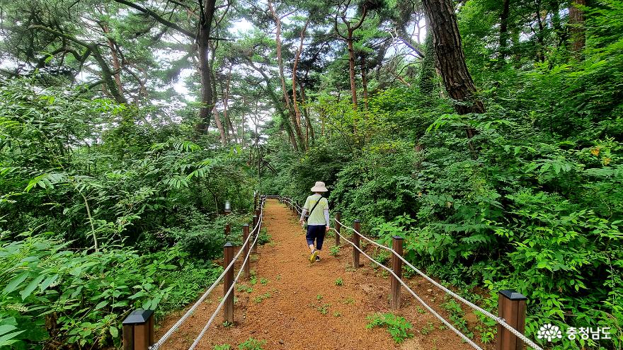 예산덕숭산숲길을걸으며만나는것들 11