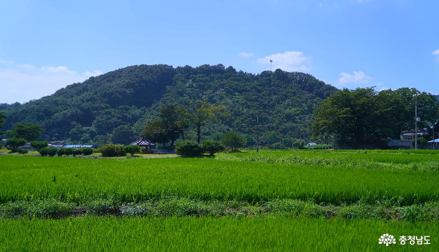 도신리(장수마을)의 용유담이 보이는 여름 들녘