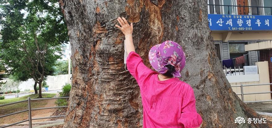 서산 양유정  4백년 된 느티나무 가지는 여인이 잠자고 ... 사진