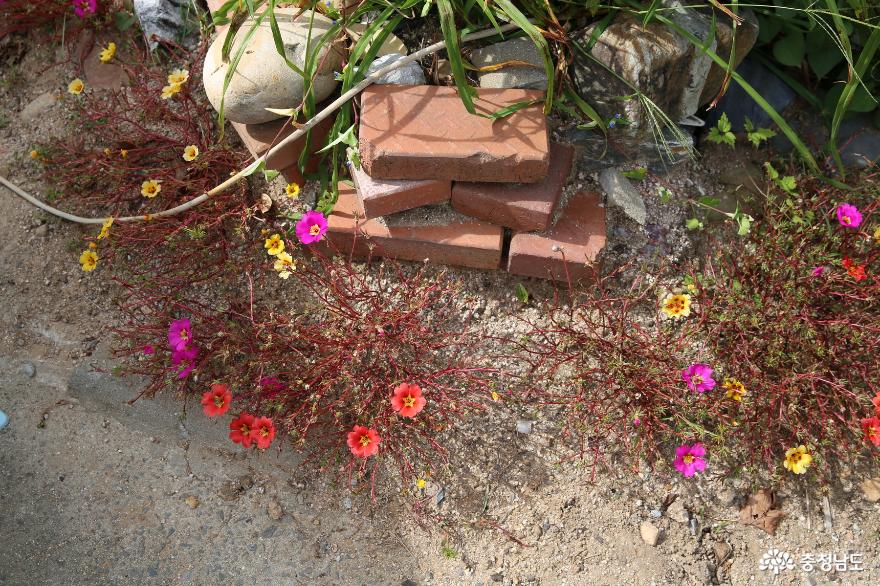 아름다운마을의이야기를만들어주는홍성꽃무릇축제현장 4