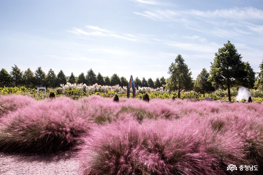 핑크뮬리 아름다운 청산수목원
