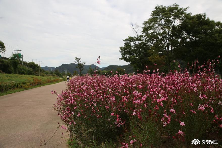 가을에걷기좋은산책로가있는석장리계절별꽃단지 9