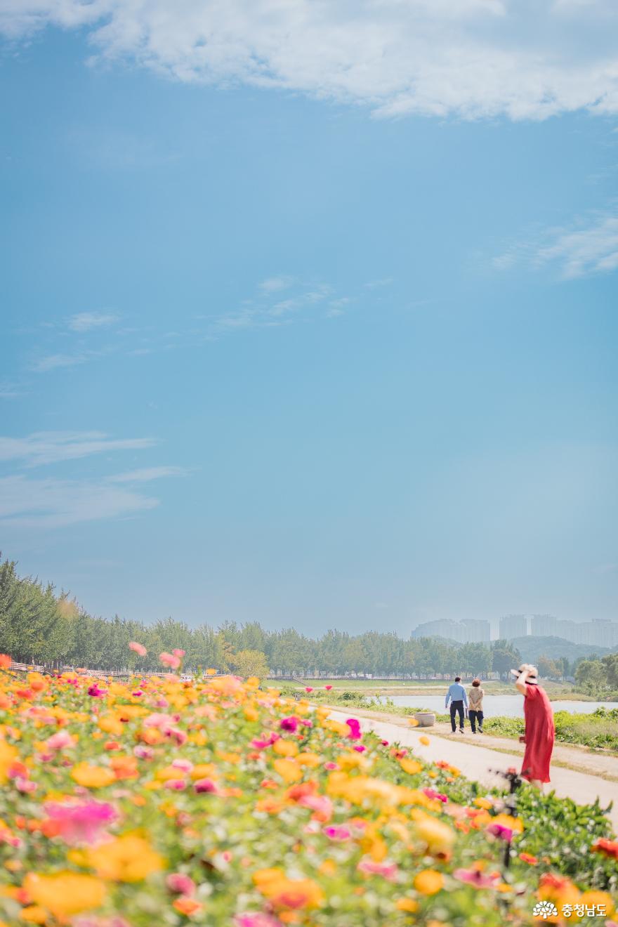 가을꽃 여행은 여기! 아산 곡교천 백일홍과 황화코스모스 사진