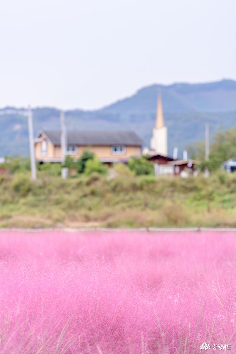 유구천에서 만난 분홍빛 핑크뮬리