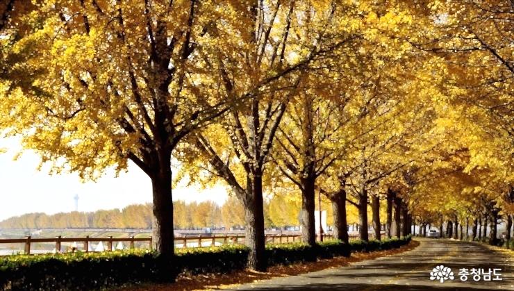 가을 여행지 추천 아산 곡교천 은행나무길 단풍명소 사진