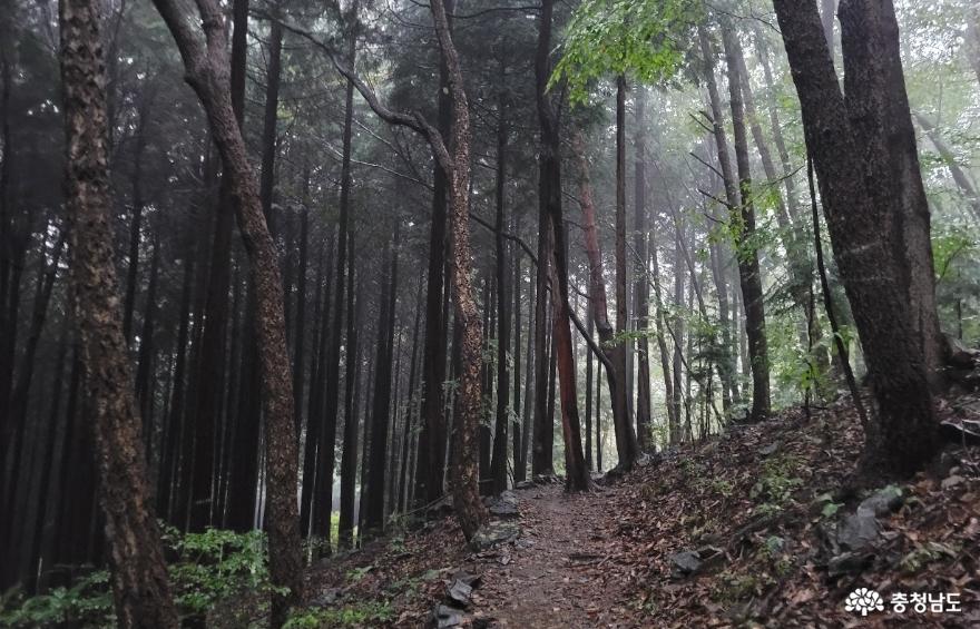 성주산 자연휴양림 피톤치드 오솔길 편백숲 