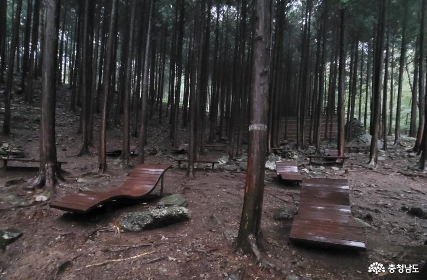성주산 자연휴양림 편백숲의 힐링용 의자.   