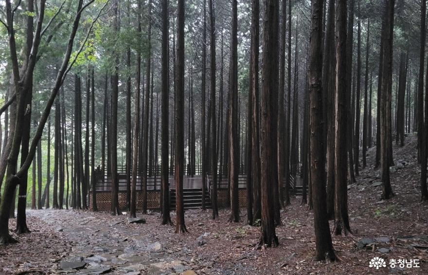 성주산 자연휴양림 편백숲. 