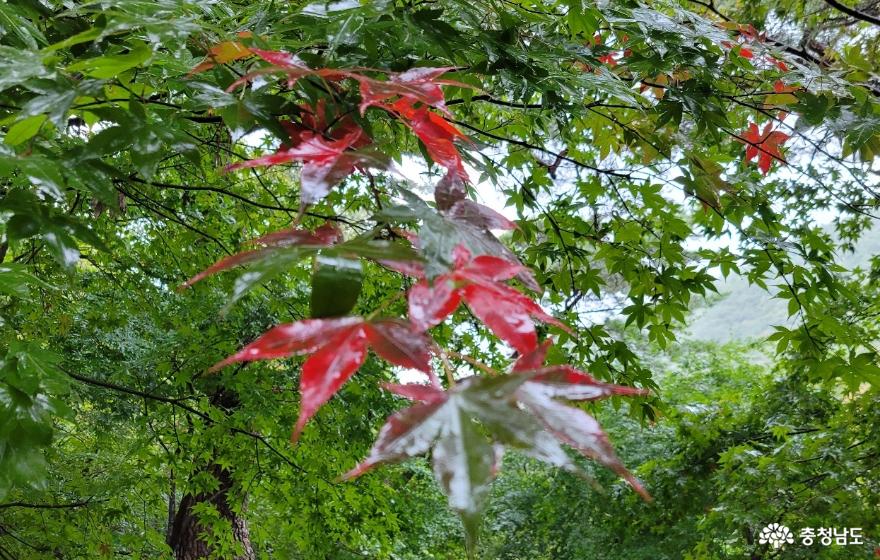 여름의 숲은 가을에 자리를 넘겨주며 붉은 옷으로 갈아입고 있다.