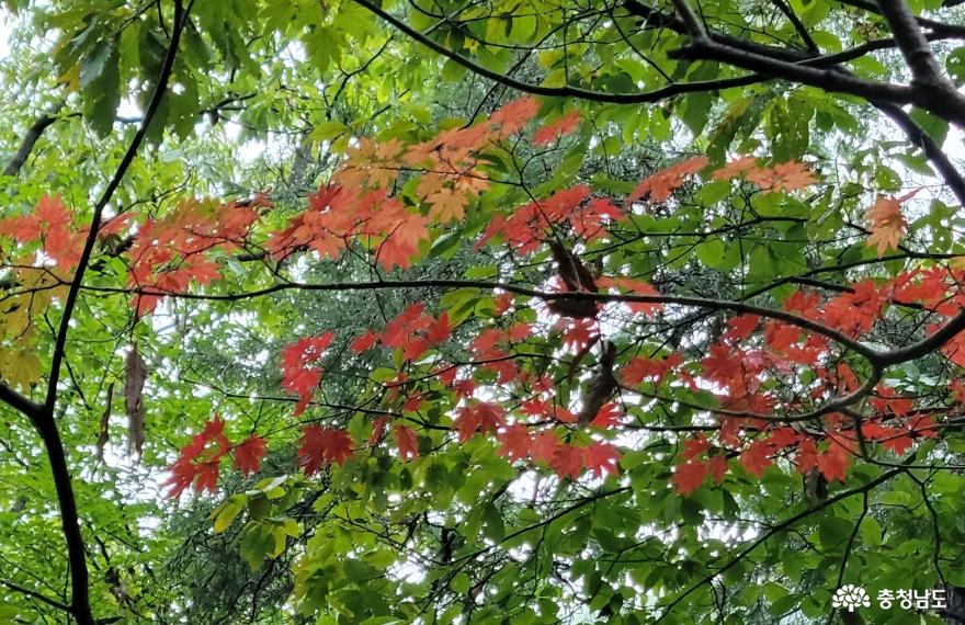 여름의 숲은 가을에 자리를 넘겨주며 붉은 옷으로 갈아입고 있다.