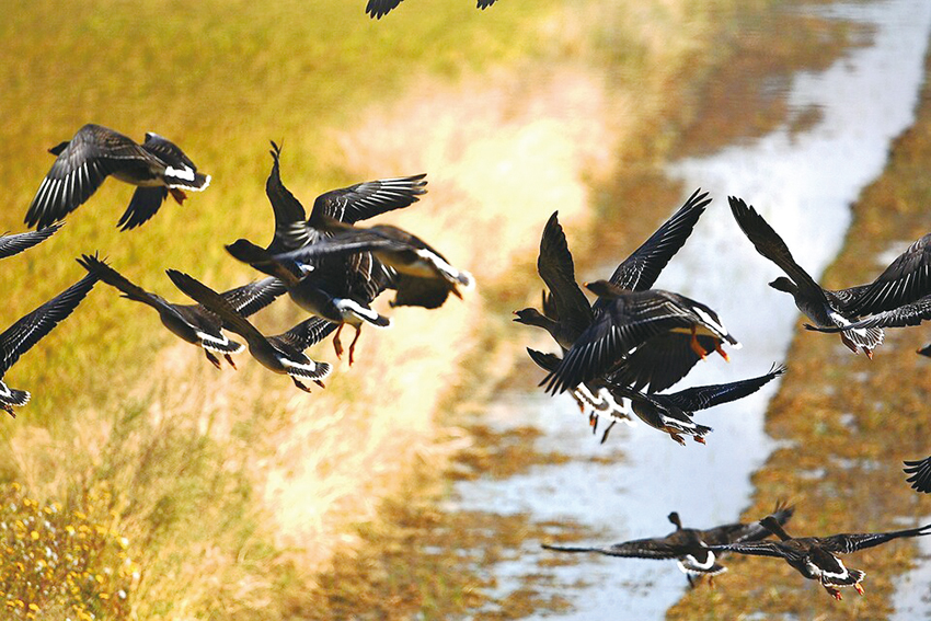 천수만에 철새들이 힘찬 날갯짓을 하며 날아들고 있다.