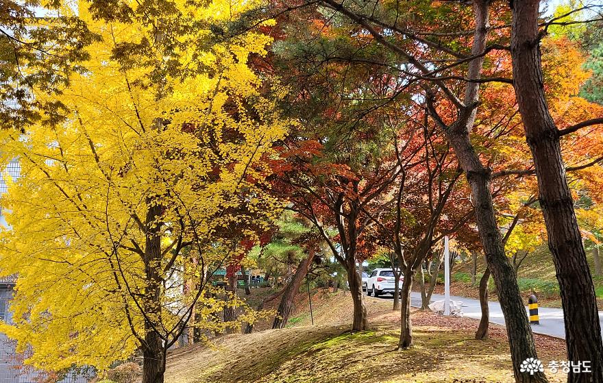 호서대 아산캠퍼스 제1공학관 주변의 가을 풍경.
