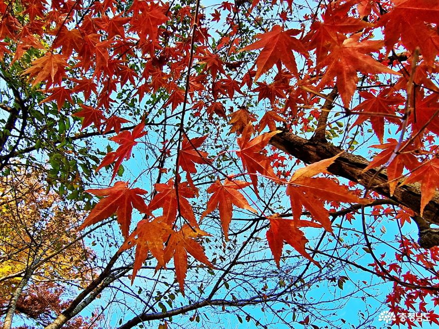 가을 단풍구경하기 좋은 공세리성당! 사진