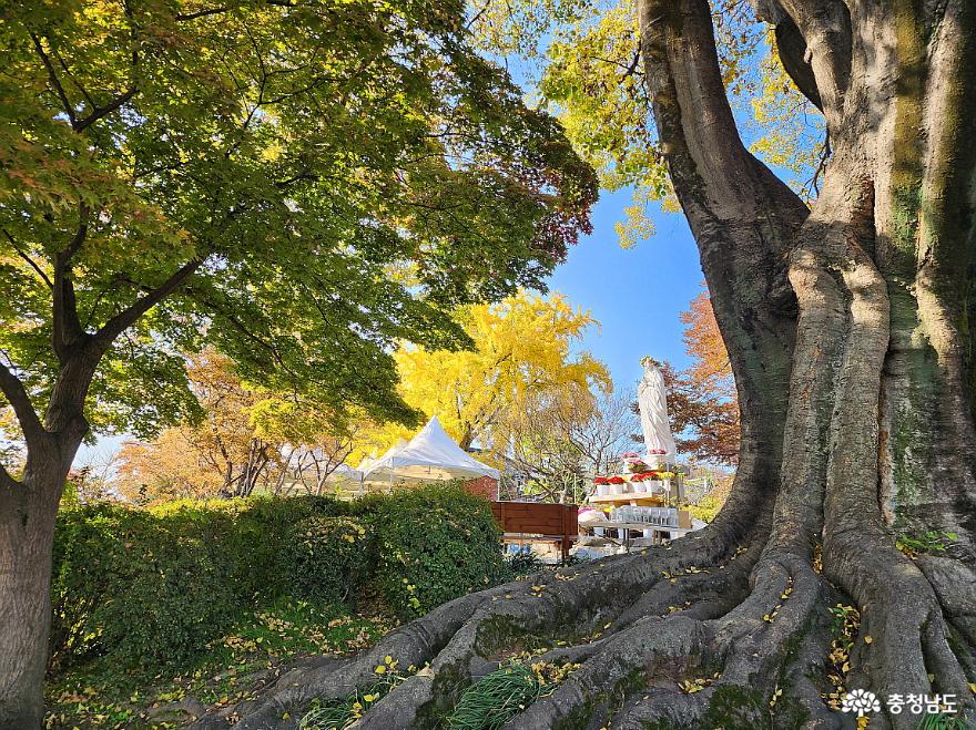 가을이 곱게 내려앉은 아산 공세리 성당 사진