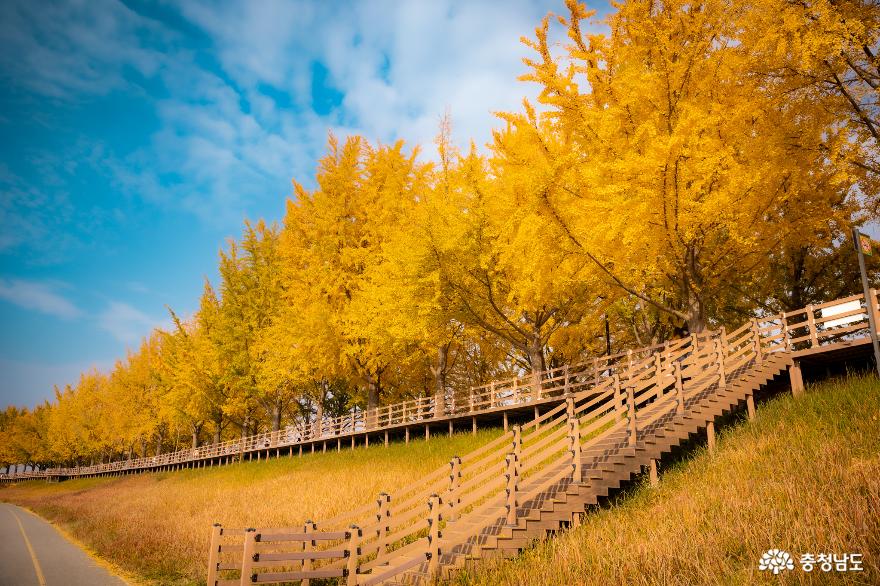 충남의 가을 : 아산 은행나무길 & 천안 독립기념관 단풍나무숲길 사진