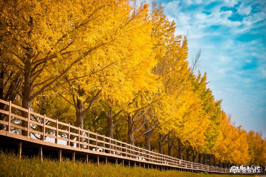 충남의 가을 : 아산 은행나무길 & 천안 독립기념관 단풍나무숲길 사진