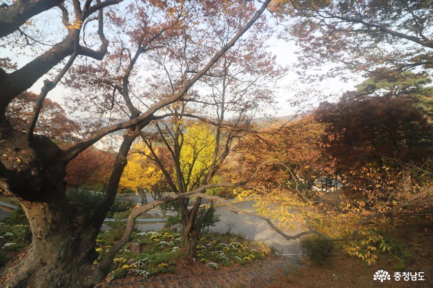 가을 정취  물씬 느껴지는 태조산 성불사 사진