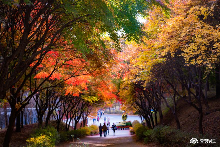 충남의 가을 : 아산 은행나무길 & 천안 독립기념관 단풍나무숲길