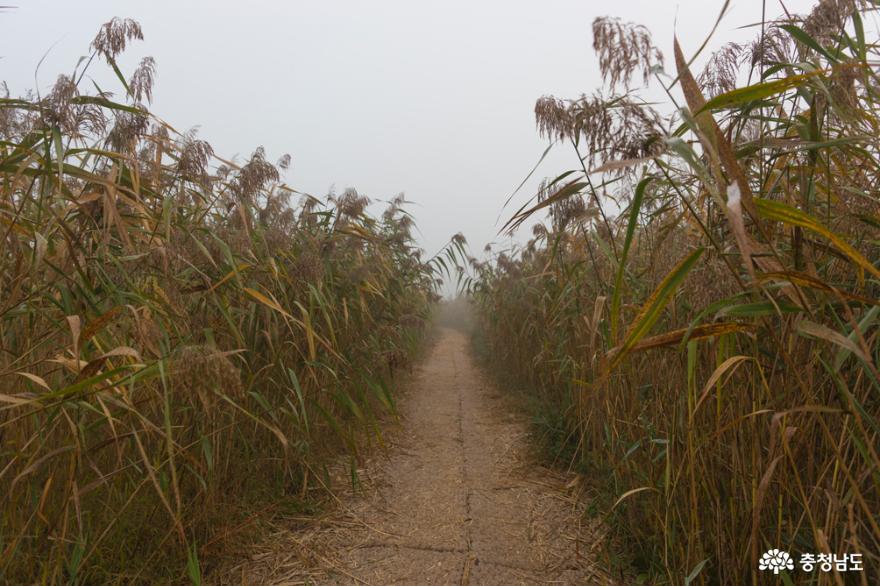 마지막 가을의 정취를 느낄 수 있는 서천 신성리 갈대밭 사진