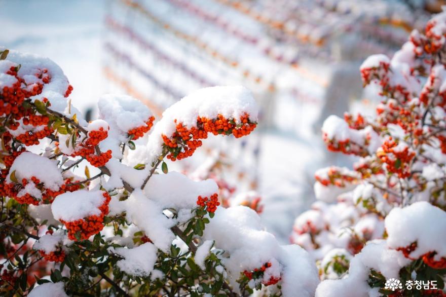 설경이 아름다운 공주 마곡사의 겨울 사진