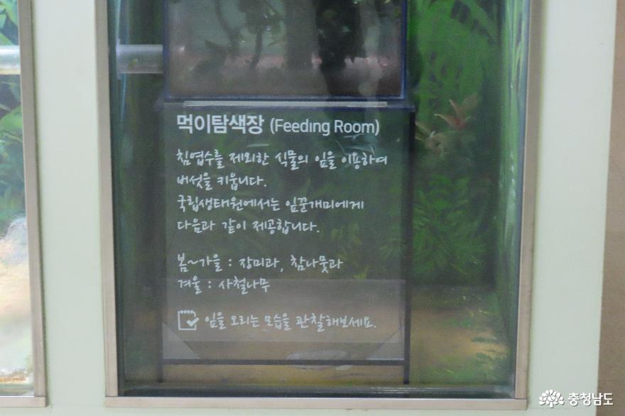 서천 국립생태원 기획전, "새로운 시작, 개미탐험전" 사진