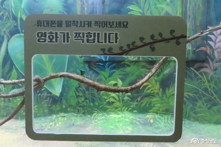 서천 국립생태원 기획전, "새로운 시작, 개미탐험전" 사진