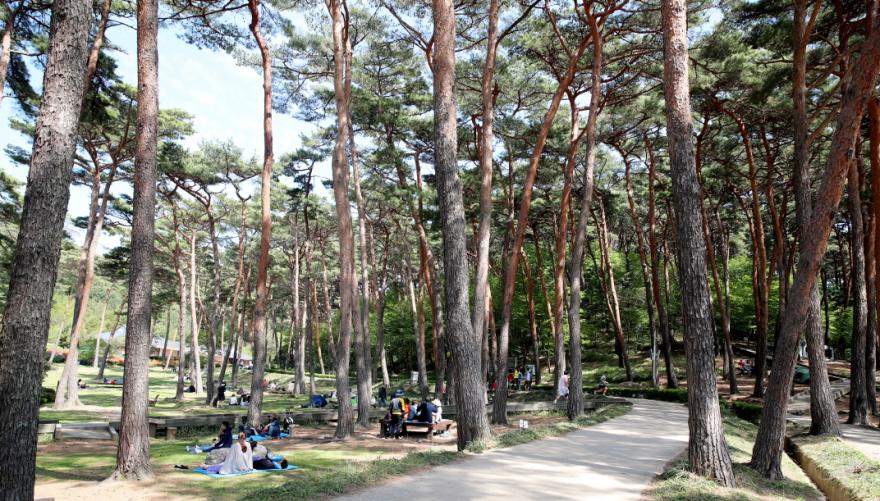 “충남도 산림자원연구소 최적지는 안면도”… 1만 명 서명운동 돌입