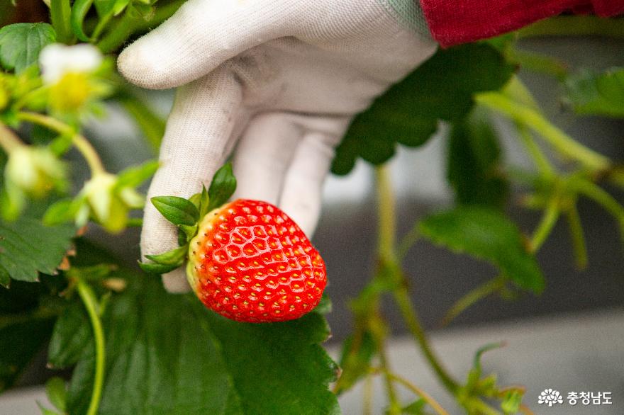 스마트한 딸기 농장, 딸기포레스트를 찾아서 사진