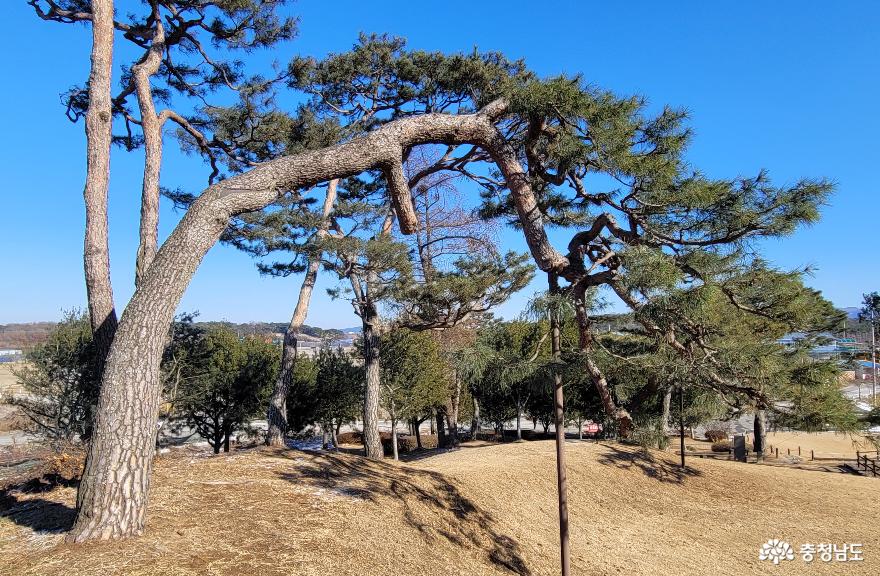 김흥경의 묘를 병품처럼 감싸 안은 적송이 백송과 어우러져 있다. 