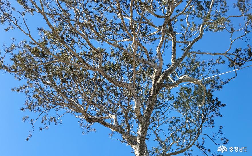 백송은 가지가 많이 퍼져 보나무 중에 수형이 아름답다.