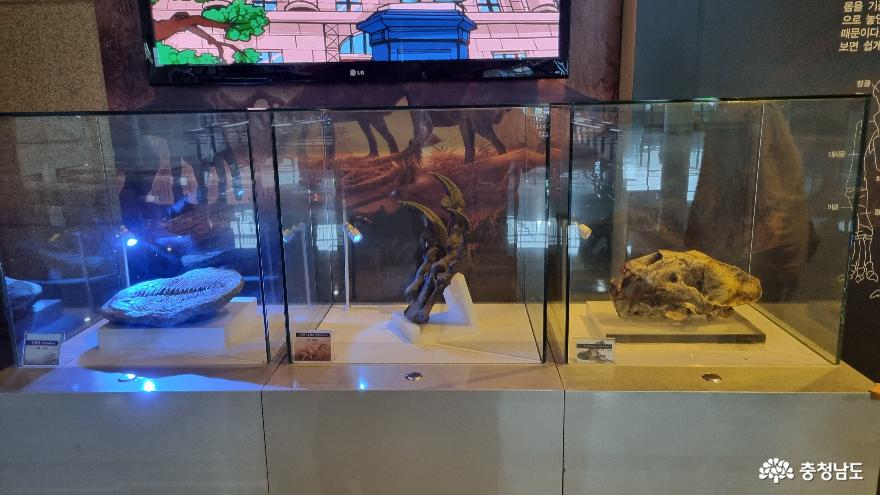 공룡과미라를한곳에서볼수있는곳한국자연사박물관 6