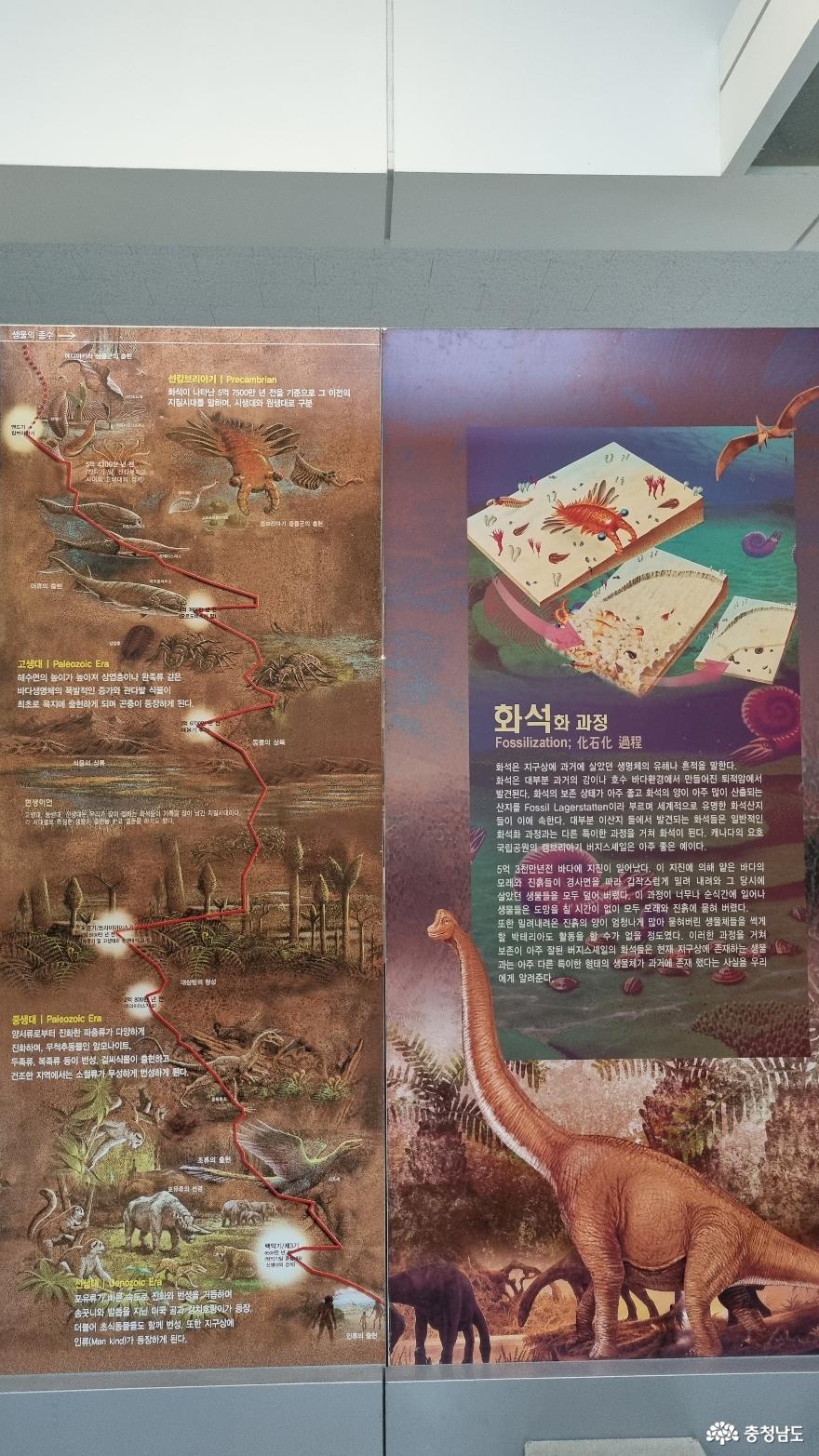 공룡과미라를한곳에서볼수있는곳한국자연사박물관 7