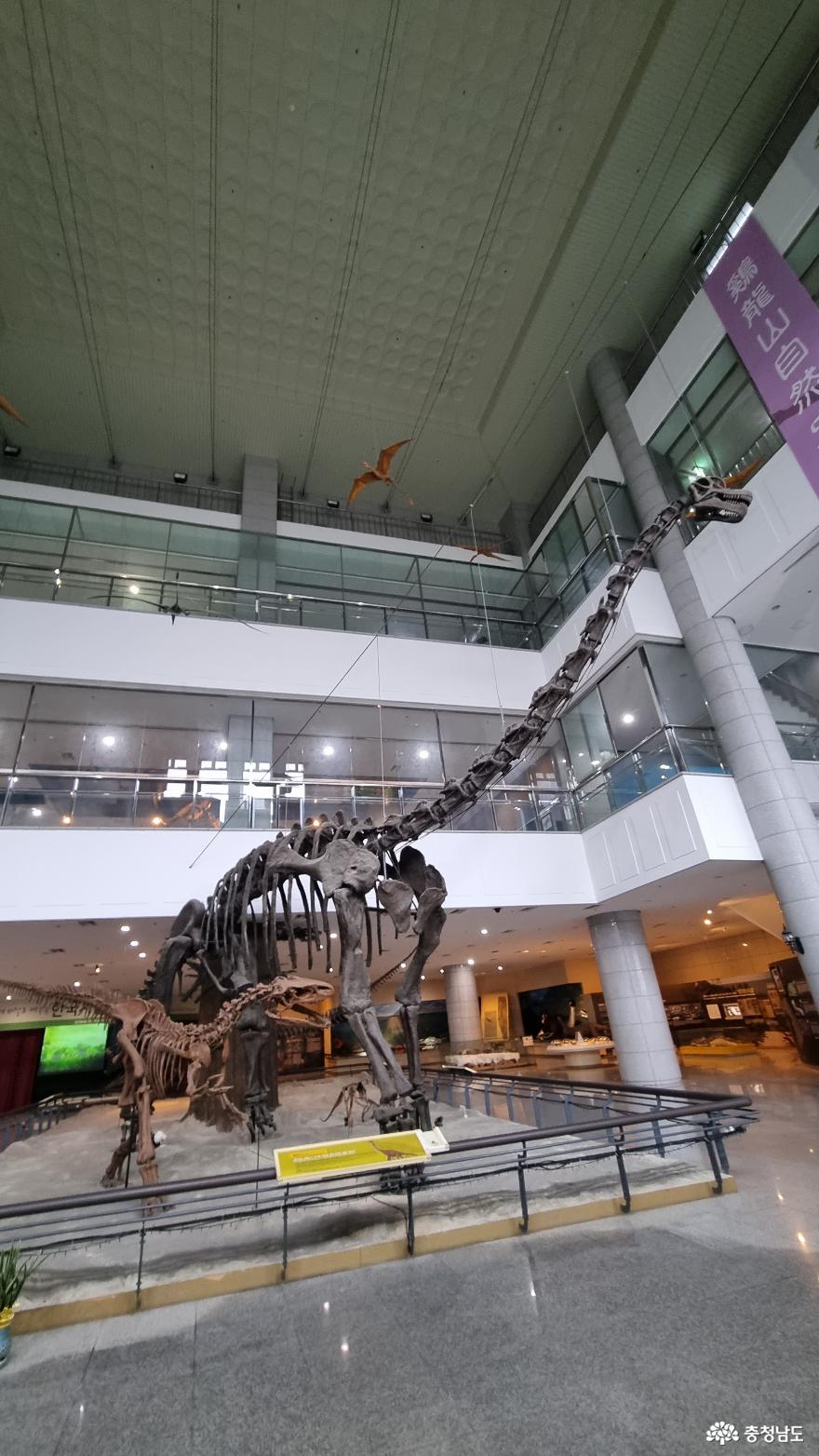 공룡과미라를한곳에서볼수있는곳한국자연사박물관 2