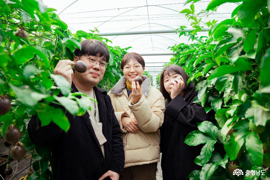 열대과일인 백향과를 재배하는 천안 청년농부 - 향과씨 사진