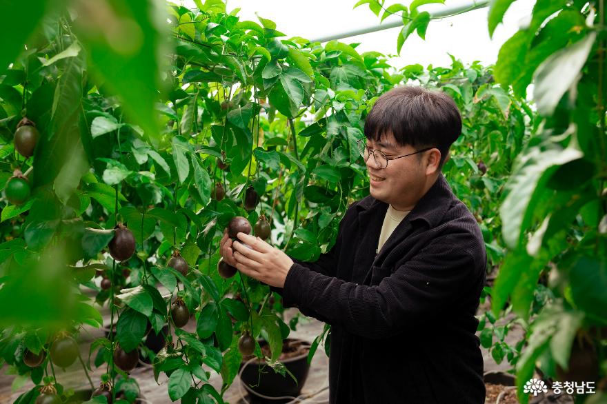 열대과일인 백향과를 재배하는 천안 청년농부 - 향과씨 사진