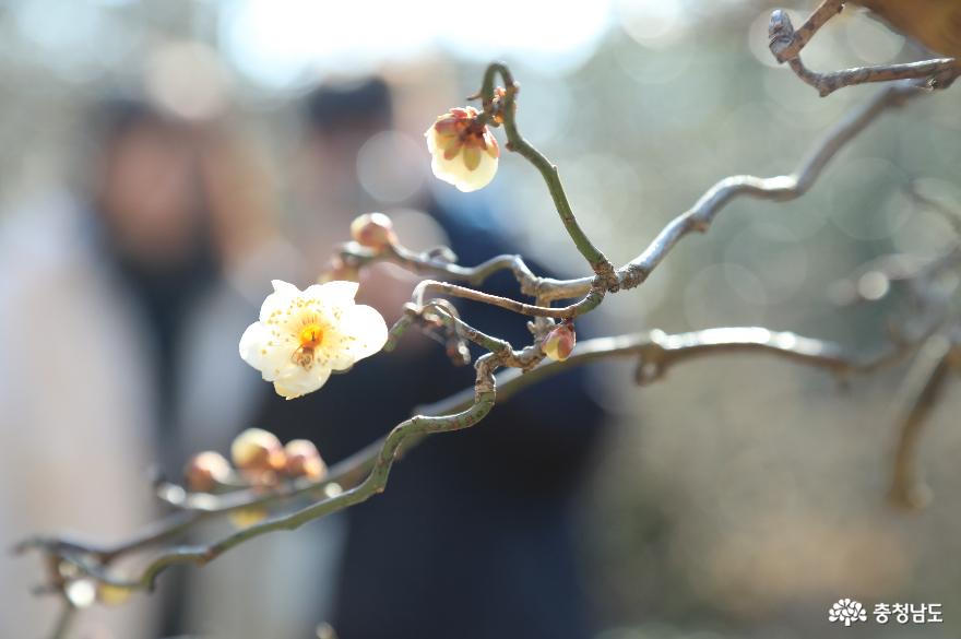 봄의 시작 입춘, 천리포수목원은 벌써 봄꽃 개화