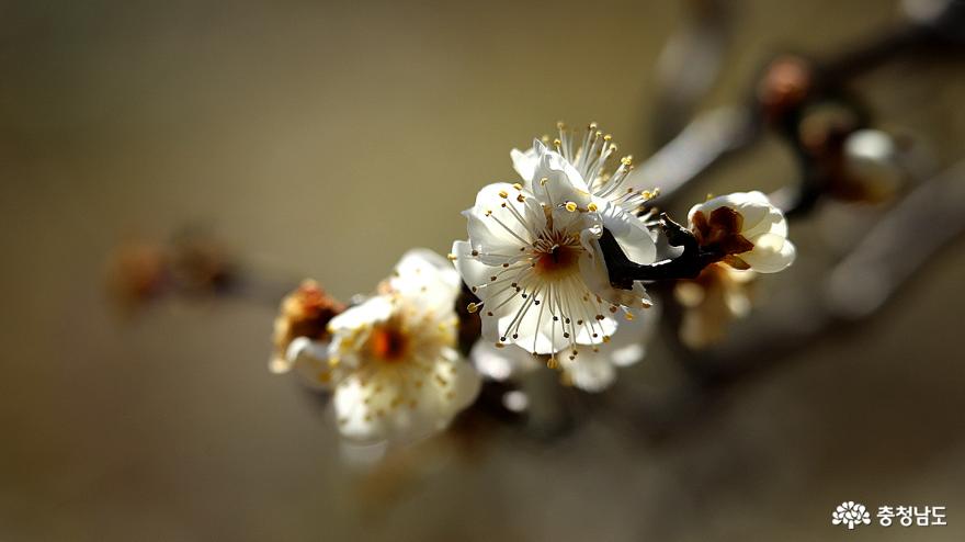 봄꽃 찾아 천리길, 천리포수목원 사진