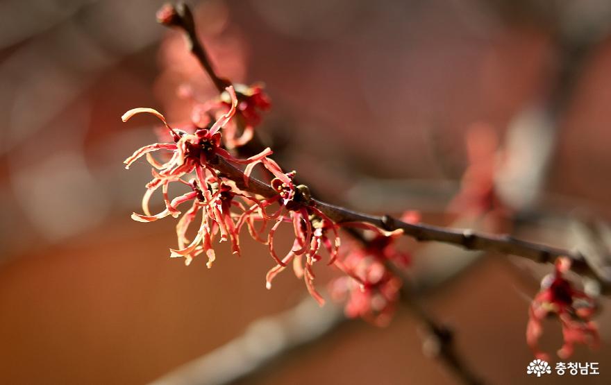 봄꽃 찾아 천리길, 천리포수목원 사진