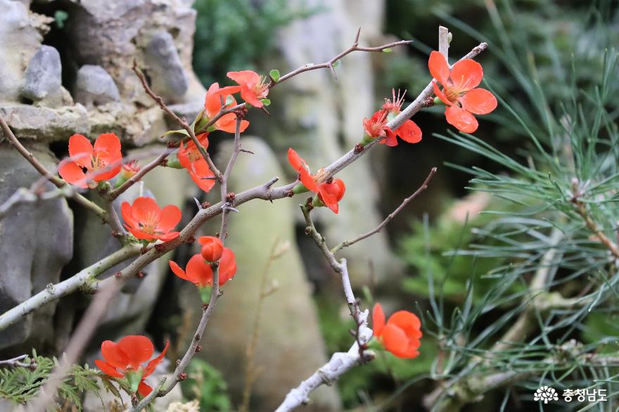 봉수산 수목원, 전시 온실에 피어난 꽃