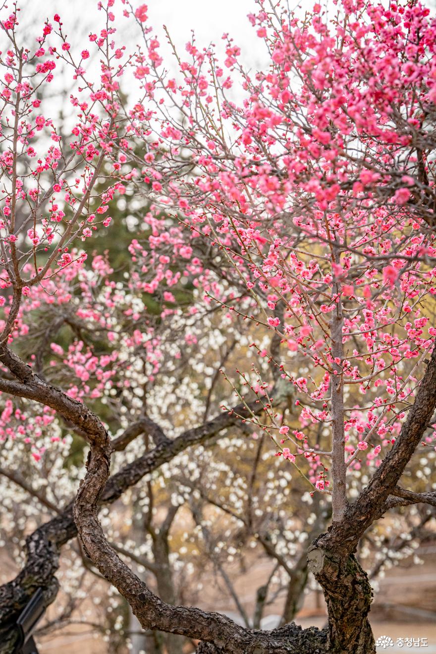 봄을알리는현충사홍매화풍경 2