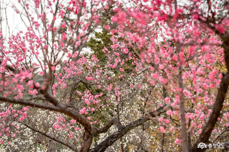 봄을알리는현충사홍매화풍경 7