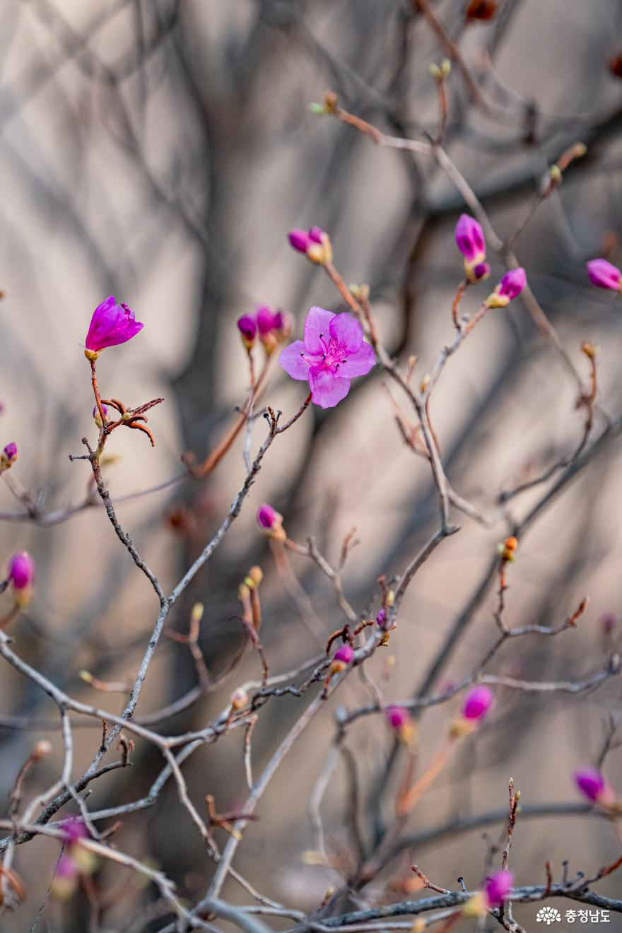 봄을알리는현충사홍매화풍경 10