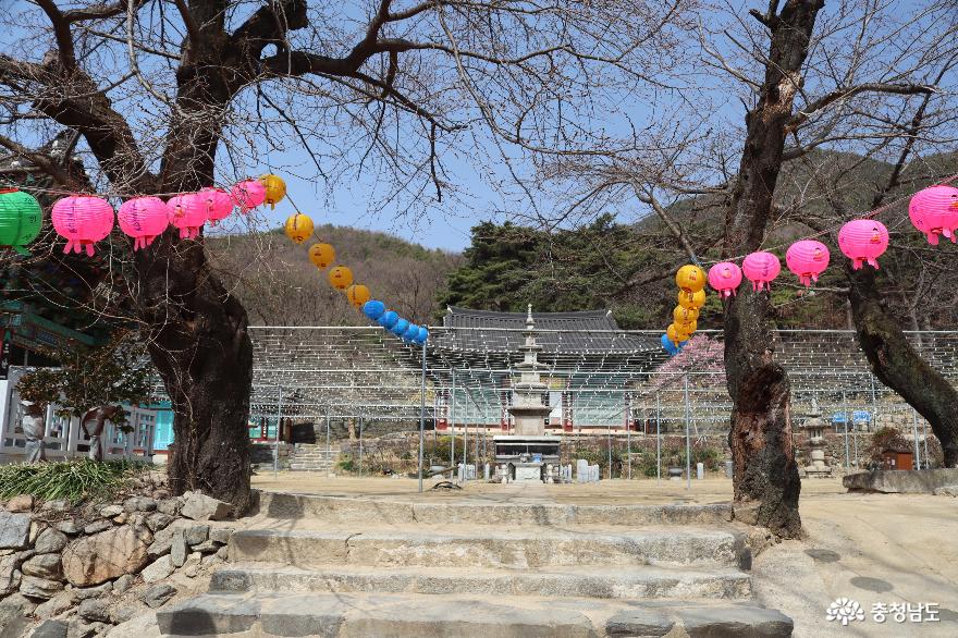 계룡산 신원사에 내려앉은 봄 사진
