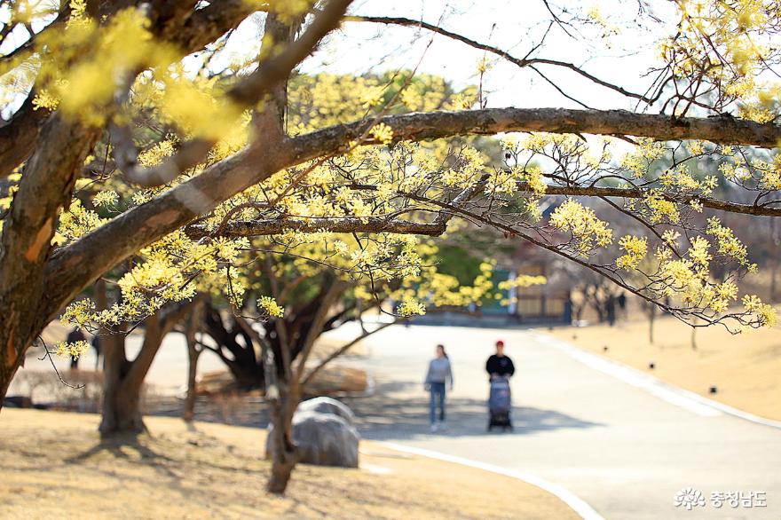 봄 꽃 화사하게 핀 아산 현충사